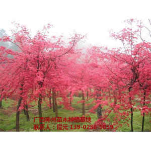 广西优质红枫树供应基地 广西优质红枫树批发价格