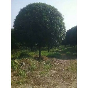 温江桂花树25公分-30公分