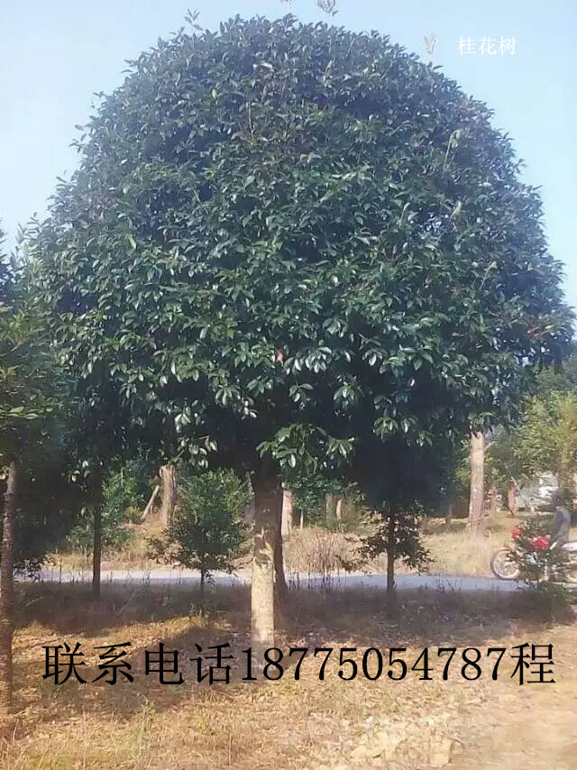 桂花树米径13-40公分价格多少