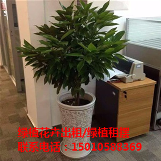 北京银行绿植花卉租赁 北京酒店绿植花卉租赁