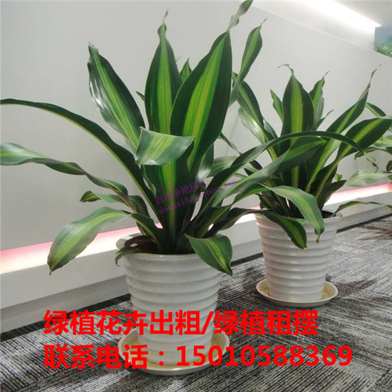 北京专业花卉绿植盆栽租赁公司 北京优质花卉绿植盆栽租赁公司