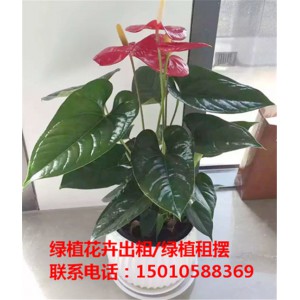 北京花卉绿植盆栽摆租公司 北京花卉绿植盆栽租赁价格