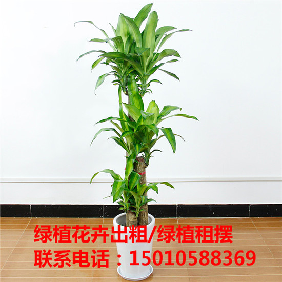 北京专业绿植花卉盆景租赁公司 北京优质绿植花卉盆景租赁公司