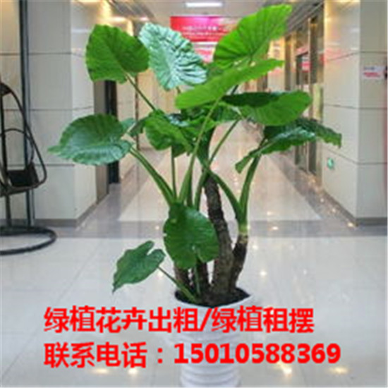 北京绿植花卉盆景摆租公司 北京绿植花卉盆景租赁价格