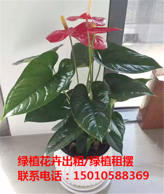 北京中型花卉绿植租摆供应商 北京中型花卉绿植租摆公司