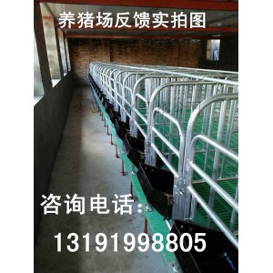 母猪高床定位栏带底限位栏世昌畜牧养猪设备厂家冯平供应