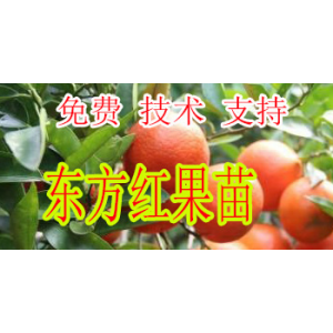 贵阳东方红柑橘苗价格多少钱