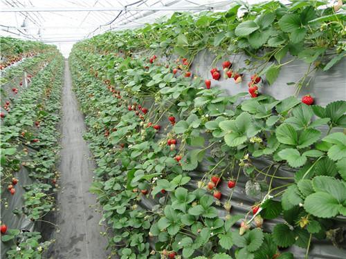 草莓种植槽厂家