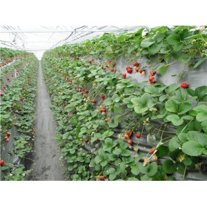草莓种植槽厂家