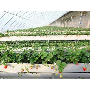河北草莓立体种植槽价格 河北草莓立体种植槽供应