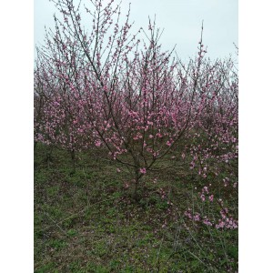 安徽桃树供应商 安徽桃树柏价格