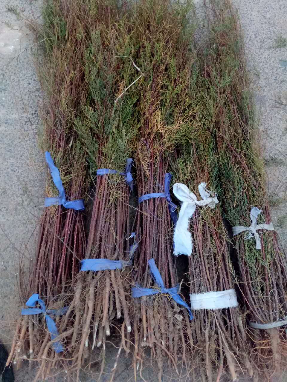 三门峡苗木种植