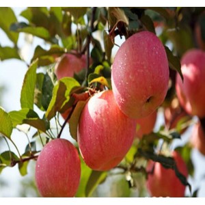 泰安苹果树苗供应基地 山东苹果树苗供应商