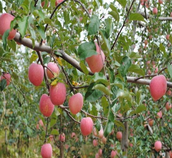 泰安苹果树苗批发价格 山东苹果树苗供应批发