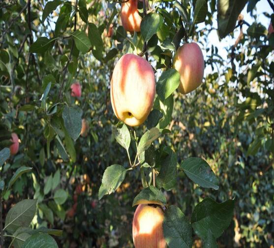 泰安苹果树苗供应批发 山东苹果树苗批发价格