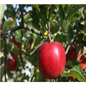 泰安苹果树苗供应商 山东苹果树苗供应基地