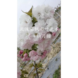松月樱——名枫彩叶花木