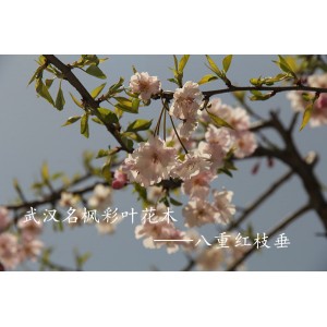 八重红枝垂樱——名枫彩叶花木