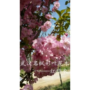 红绯衣——名枫彩叶花木