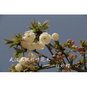 白妙樱——名枫彩叶花木