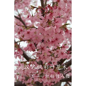 红粉佳人樱（广州樱）——名枫彩叶花木