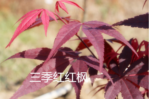 三季红红枫——名枫彩叶花木