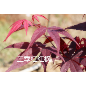 三季红红枫——名枫彩叶花木