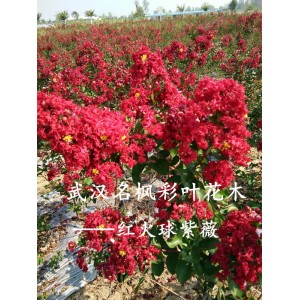 红火球紫薇——名枫彩叶花木