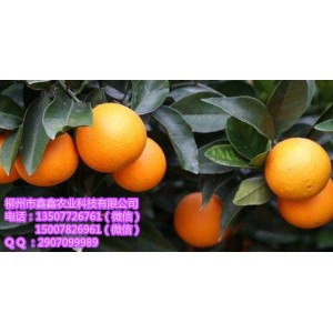 荔浦大量血橙苗出售
