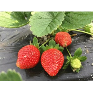 优质草莓苗供应/草莓苗价格 泰安草莓红颜价格/优质草莓苗价格