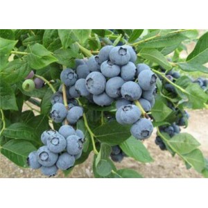 美登蓝莓苗-山东美登苗价格/优质美登蓝莓苗批发-美登苗价格