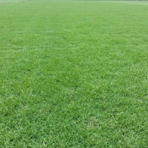 2018年黑麦草最新的价格/黑麦草草坪基地直销，优质草坪专卖
