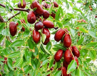 优质枣树苗批发 处理大量枣树品种苗 ，山东泰安晨芙园艺场