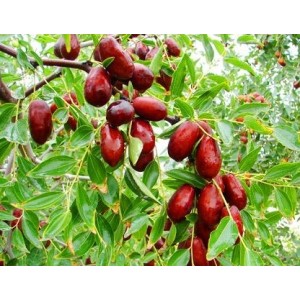 优质枣树苗批发 处理大量枣树品种苗 ，山东泰安晨芙园艺场