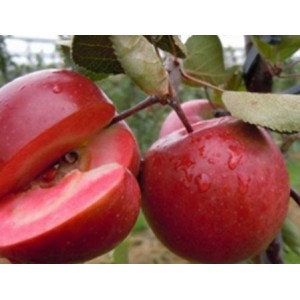 苹果苗 苹果苗价格 山东苹果苗基地 苹果苗基地 最新苹果苗报价