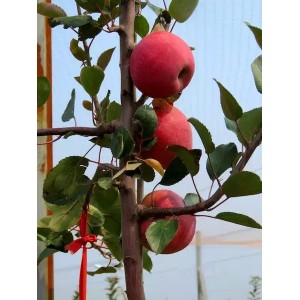 苹果苗批发 苹果苗价格 苹果苗基地 苹果苗基地直销 大量供应苹果苗