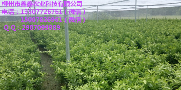 广东沙糖桔苗价格多少钱一棵