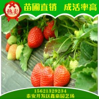 秋季预售草莓苗品种齐全 山东草莓苗种植基地 草莓苗价格低廉