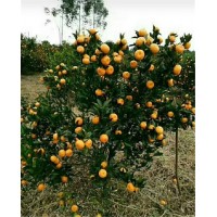 四川宜宾柑橘苗种植基地  四川宜宾现在都种植什么水果