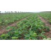 红颜草莓苗，草莓苗种植管理技术晨芙园艺场草莓苗基地支持预定。