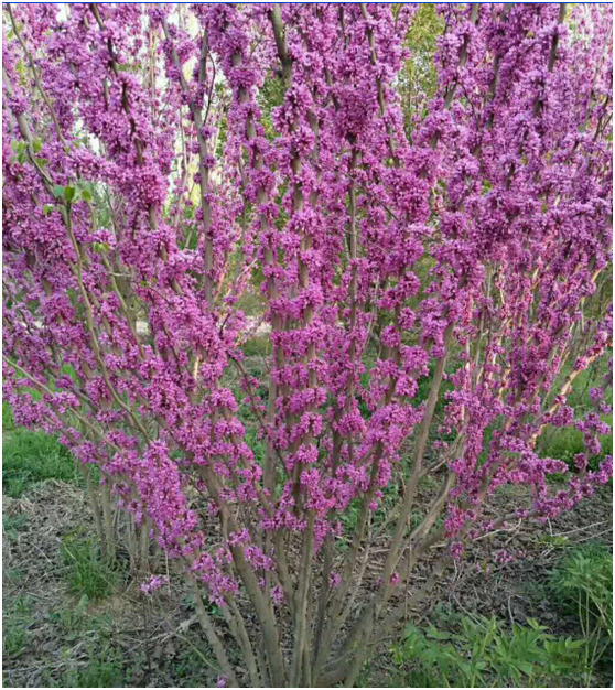 河北巨紫荆批发基地,南阳巨紫荆供应价格