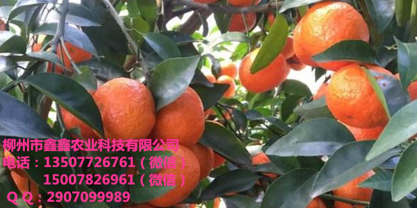 黔西南柑橘纽荷尔树苗出售