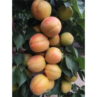荷兰香蜜杏