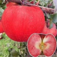 山东红宝石苹果栽培技术 山东红宝石苹果批发价格
