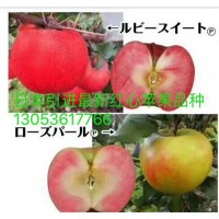山东苹果新品种栽培技术 山东苹果新品种批发价格