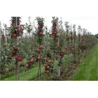 山东红宝石苹果苗栽培技术 山东红宝石苹果苗批发价格