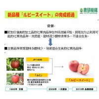 山东红宝石苹果苗批发价格 山东红宝石苹果苗栽培技术