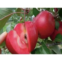 陕西红宝石苹果栽培技术 陕西红宝石苹果批发价格