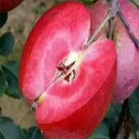 陕西红宝石苹果批发价格 陕西红宝石苹果栽培技术