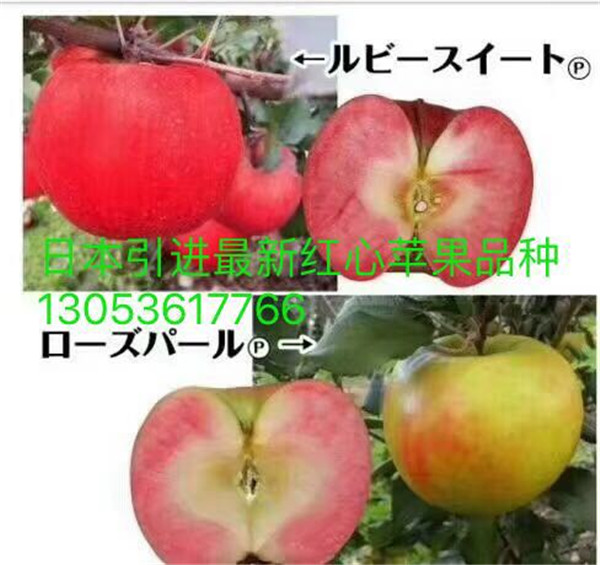 陕西苹果新品种栽培技术 陕西苹果新品种批发价格